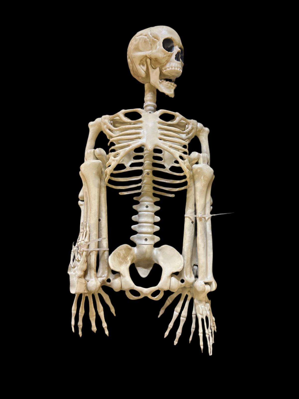 3 foot fully articulated skeleton Halloween decoration poseable 36”